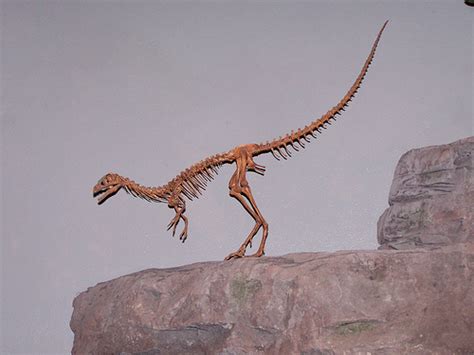 Eoraptor Devon Dink Dino Wiki Fandom Powered By Wikia