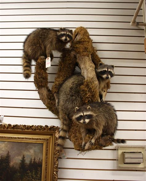 Lot Wall Mount Raccoons Taxidermy Group Featuring Thr