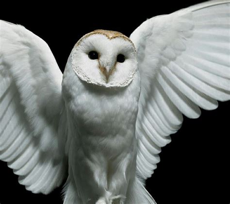 Hermoso Búho Blanco No Hay Criatura Mas Hermosa Diamond Eyes Owl