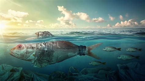 Our Consumption Habits Cause Trash In The Ocean Marine Debris