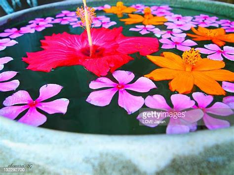 Hibiscus Floating On Water Photos And Premium High Res Pictures Getty