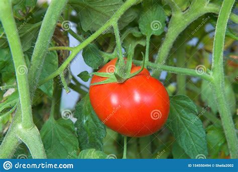 Fresh Ripe Red Tomato On The Vine Stock Photo Image Of Natural Grown