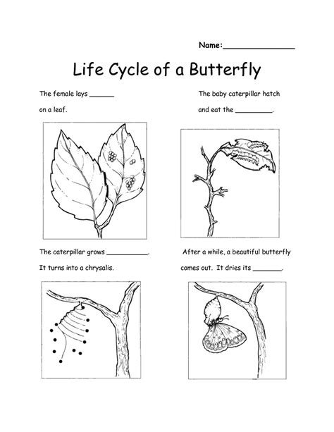 2nd Grade Science Worksheets Free
