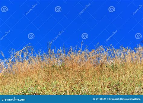 Yellow Grass With Blue Sky Stock Image Image Of Scenic 21105621