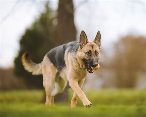 Is A German Shepherd A Aggressive Breed