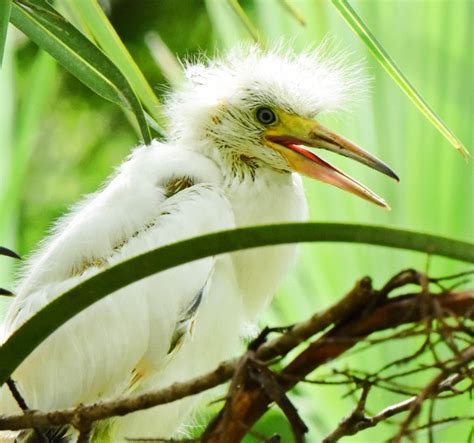 Baby Little Blue Herons At The Zoo Dinas Wildlife Adventures