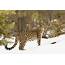 Critically Endangered Amur Leopard Spotted In NE China Forest  CGTN