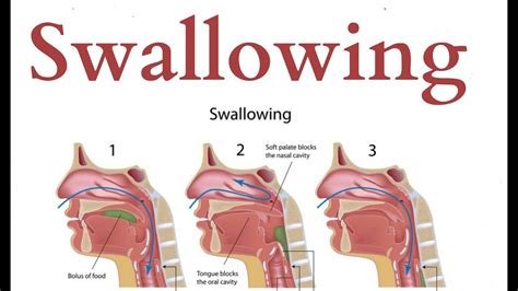 Swallowing Physiology Youtube