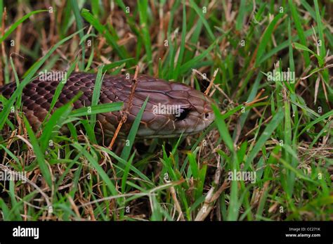 King Brown Or Mulga Snake Pseudechis Australis Stock Photo Alamy