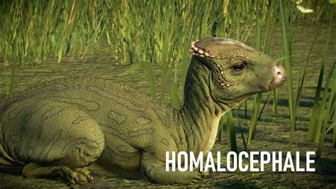 Homalocephale 🦕 Jurassic World Evolution 2 Lostanko Shorts Youtube