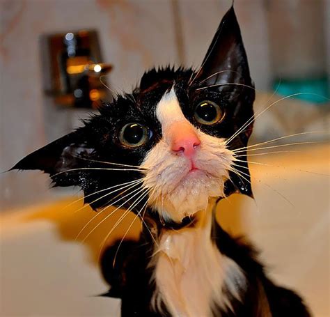 Hilarious Pictures Of Wet Cats Bored Panda