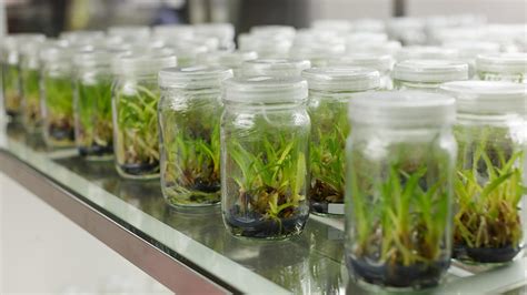 Offering Consultancy And Training For Plant Tissue Culture Laboratories