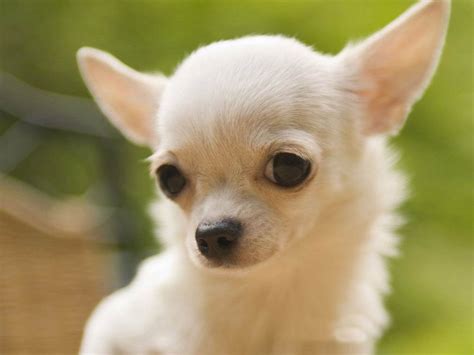 Cute Small Dogs Pictures Free Download Hd Wallpapers