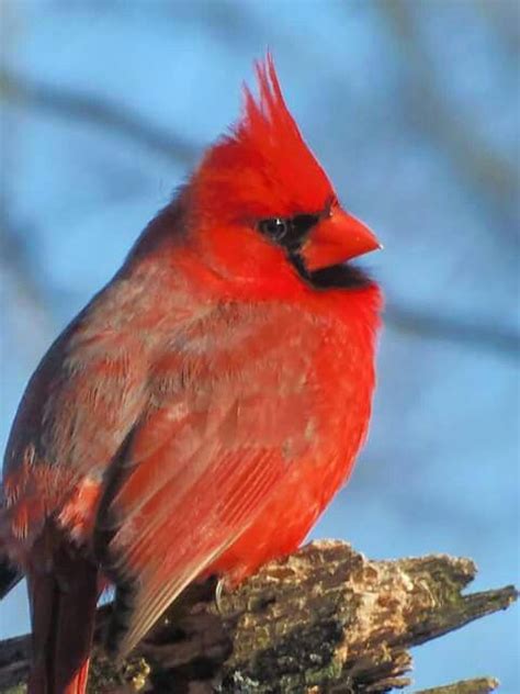 Male Northern Cardinal Cardinalis Cardinalis Beautiful Birds