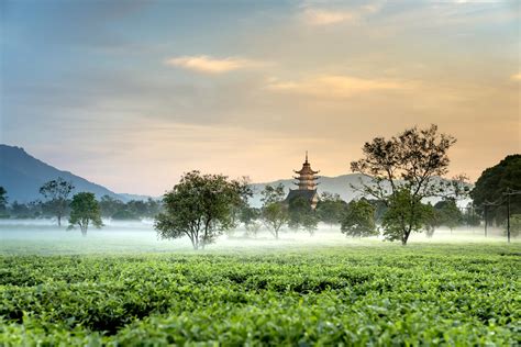 Green Tea Field · Free Stock Photo