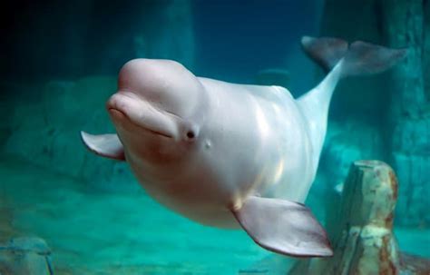 12 Beluga Whale Facts You Need To Know Fact Animal