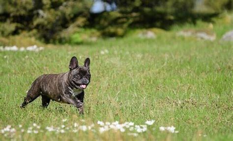 French bulldog puppies and dogs. How Much Does a French Bulldog Cost ...