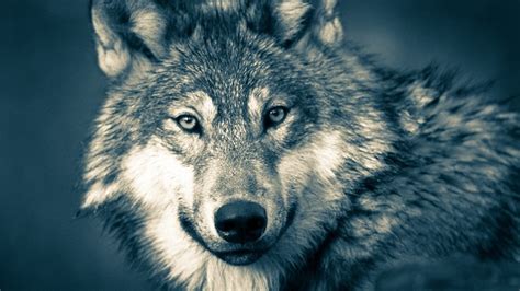 Wolf Spirit Animal Totem Symbolism And Meaning