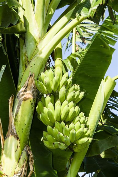 The Ripe Bananas Soon To Be Harvest In The Field Stock Image Image Of