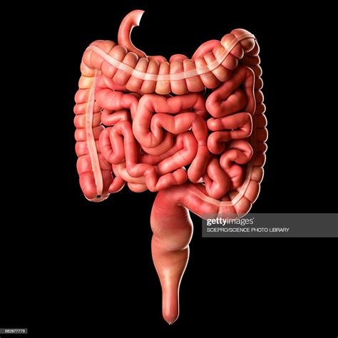 Human Intestines Illustration High Res Vector Graphic Getty Images