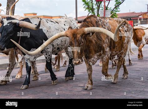 Longhorn Cattle Drive At The Stockyards Of Fort Worth Texas Stock