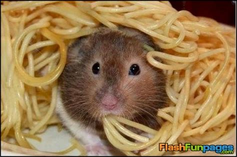 Cute Fat Hamsters Ecards For Facebook
