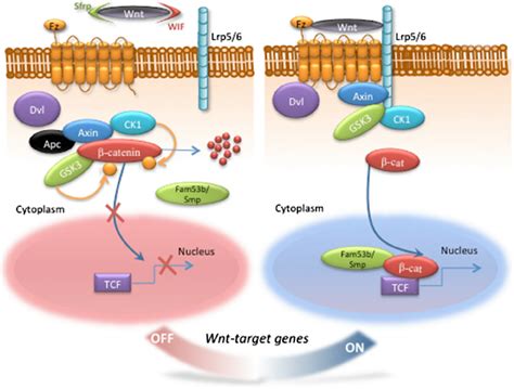 The Wnt β Catenin Signaling Pathway In The Wnt Off State Defined By