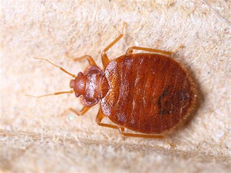 Arizona Bed Bugs How Do The New Laws Work Burns Pest Elimination