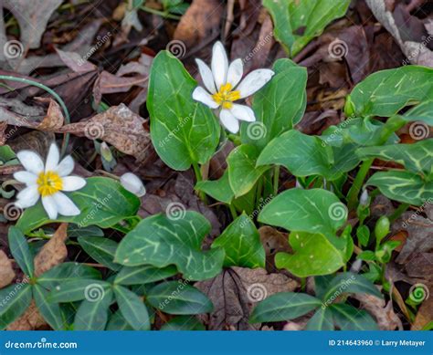 Colony Of A Bloodroot Wildflower Sanguinaria Canadensis Stock Photo
