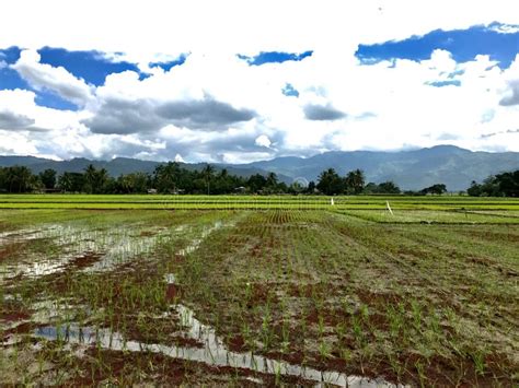 Rice Growing Farm Stock Image Image Of Horizon Plant 230700767