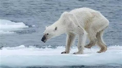 Hunting Polar Bears Not Detrimental To Species Rci English
