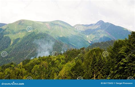 Mountains Covered With Firs And Trees Stock Photo Image Of Mountain