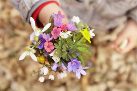 Girl Holding A Bouquet Of Wildflowers Stock Image Image Of Blossom Garden 244795123