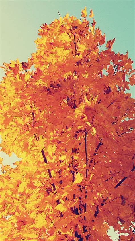 Colorful Autumn Tree Leaves Iphone 8 Wallpapers Fall