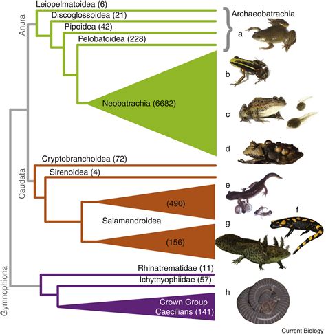 Amphibians Current Biology