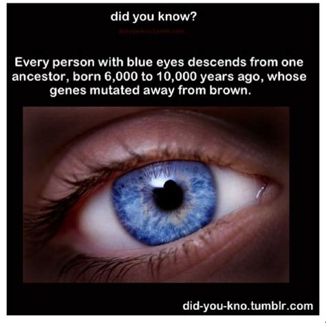 Blue Eyes Blue Eye Facts Eye Facts Blue Quotes