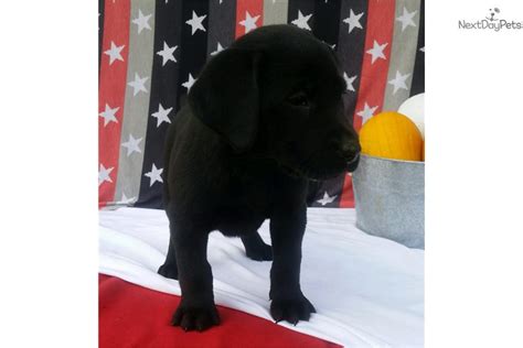 2740 festival lane, dublin, ohio 43017. Labrador Retriever Breeders Near Columbus Ohio | Dog ...