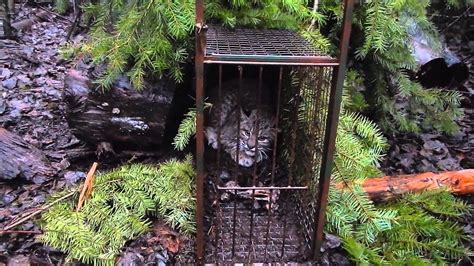 Cage Trapping Bobcats Youtube