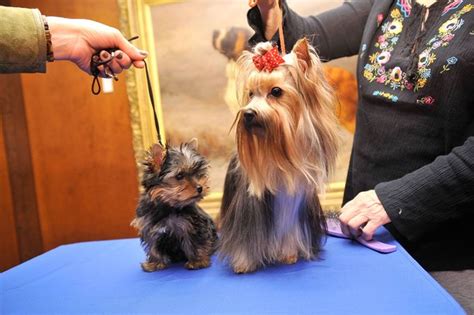 Apr 25, 2019 · puppies do bite because they are teething, but they also bite in play. The Changes in a Yorkie's Coat - Pets