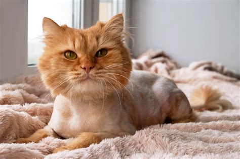 Now that you know more about the average cat grooming cost. How Much Does Cat Grooming Cost on Average?
