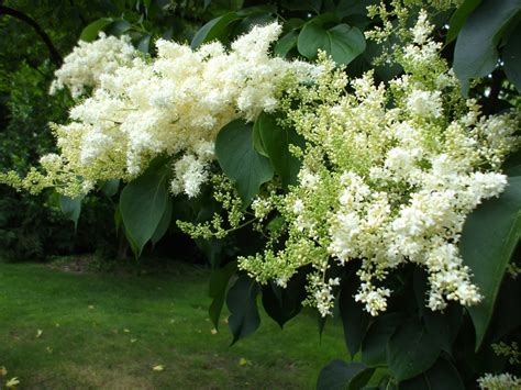 We did not find results for: A Rose in the Garden: June is Bustin' Out All Over