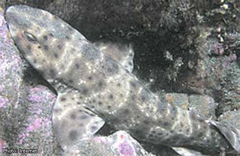 Newly Discovered Bubble Shark Found In Philippines