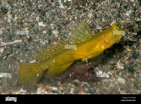 Flagfin Shrimp Goby Mahidolia Mystacina Lembeh Strait North Sulawesi
