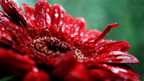 Red Flower Desktop Wallpapers Top Free Red Flower Desktop Backgrounds