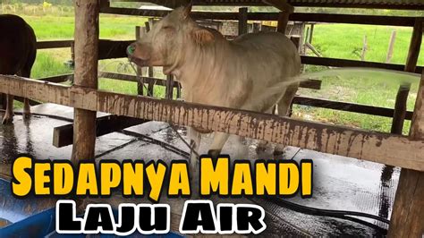 Vlog Ep28 Mandikan Lembu Dengan Air Dari Tanahterus Bersih Taik