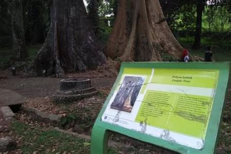 Pohon Di Bogor Ini Dipercaya Bisa Bikin Hubungan Asmara Langgeng Hingga