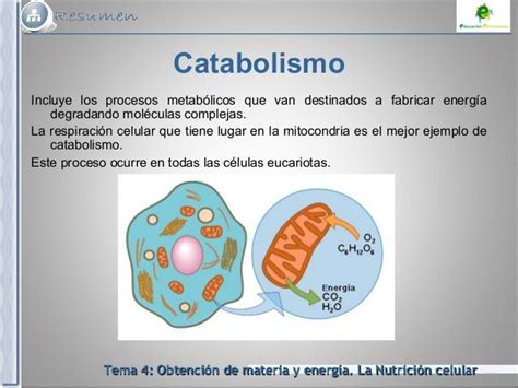 Resultado De Imagen Para Metabolismo Celular Metabolismo Celular Celula Eucariota Metabolismo