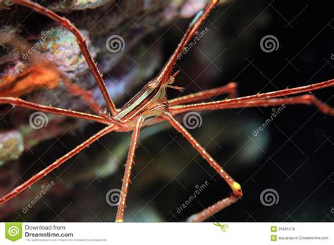 Arrow Crab Stock Photo Image Of Deep Gran Inachidae 31691578