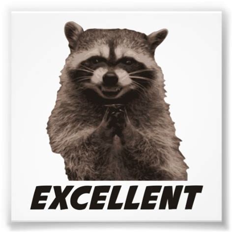 Excellent Evil Plotting Raccoon Photo Print Zazzle