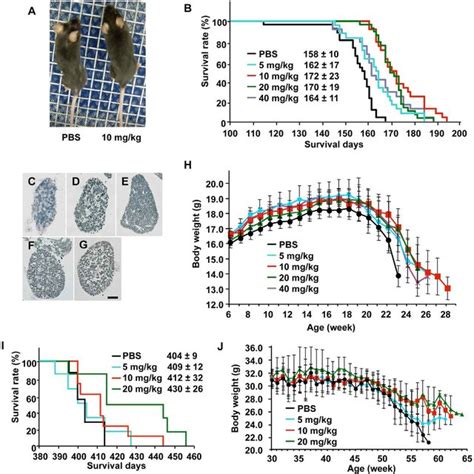 Ini 0602 Ameliorates Disease Symptoms In Both Sod1 G93a Tg Mice And